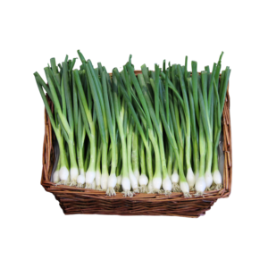 Fresh Spring Onion ( 5 kg per Box)